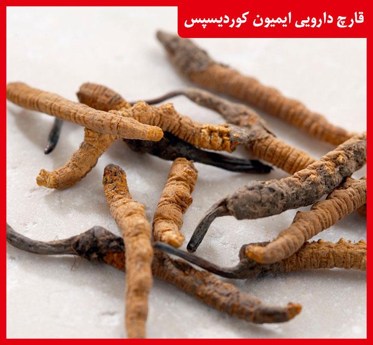 آشنایی با قارچ دارویی ایمیون کوردیسپس